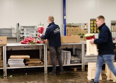 Standaardisatie bij Vianen Flowers